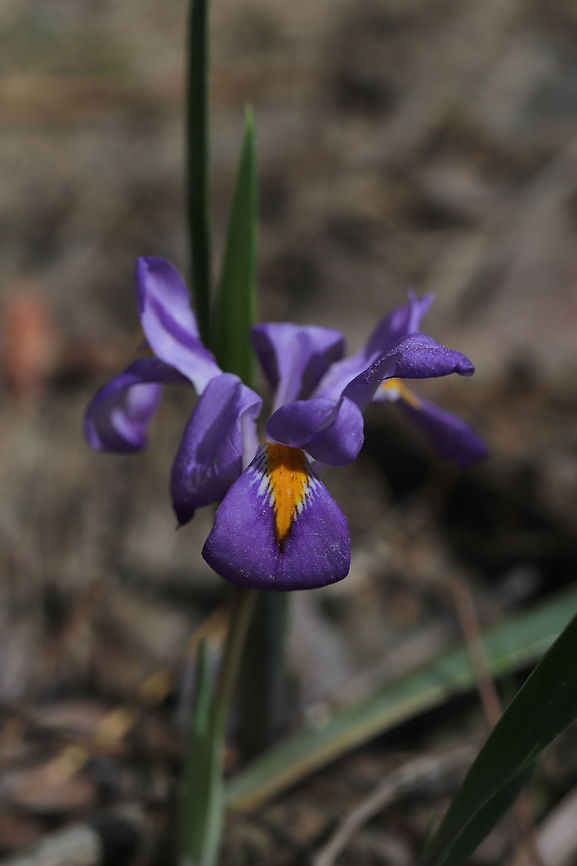 Dwarf Violet Iris (Iris verna var. smalliana) Tentative ID. Iris with uncrested sepals. Growing on a dry woodland (mostly pine) trail).<br />
<figure class="photo"><a href="https://www.jungledragon.com/image/77878/dwarf_violet_iris_iris_verna_var._smalliana.html" title="Dwarf Violet Iris (Iris verna var. smalliana)"><img src="https://s3.amazonaws.com/media.jungledragon.com/images/3231/77878_thumb.jpg?AWSAccessKeyId=05GMT0V3GWVNE7GGM1R2&Expires=1770854410&Signature=RoD%2FjtFgCAFmFZRZ77trtgd6ZfA%3D" width="102" height="152" alt="Dwarf Violet Iris (Iris verna var. smalliana) Tentative ID. Iris with uncrested sepals. Growing on a dry woodland (mostly pine) trail).<br />
https://www.jungledragon.com/image/77879/dwarf_violet_iris_iris_verna_var._smalliana.html Geotagged,Iris verna,Spring,United States" /></a></figure> Geotagged,Iris verna,Spring,United States