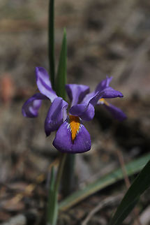 Dwarf Violet Iris (Iris verna var. smalliana) Tentative ID. Iris with uncrested sepals. Growing on a dry woodland (mostly pine) trail).
https://www.jungledragon.com/image/77878/dwarf_violet_iris_iris_verna_var._smalliana.html Geotagged,Iris verna,Spring,United States
