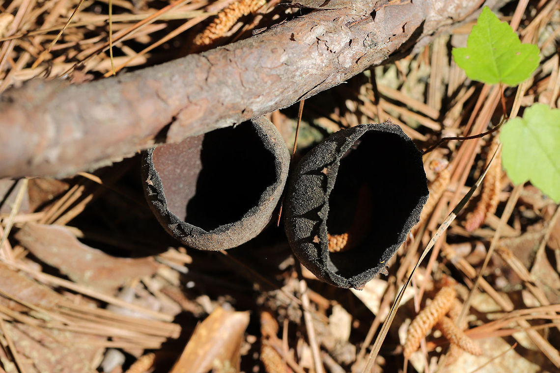 Devil's Urns (Urnula craterium) Growing on a buried hardwood branch in a pine-dominant area of the forest. <br />
<figure class="photo"><a href="https://www.jungledragon.com/image/77881/devils_urns_urnula_craterium.html" title="Devil's Urns (Urnula craterium)"><img src="https://s3.amazonaws.com/media.jungledragon.com/images/3231/77881_thumb.jpg?AWSAccessKeyId=05GMT0V3GWVNE7GGM1R2&Expires=1770854410&Signature=S%2BkpbLRYZAsrNalxdF8Ke34SDyk%3D" width="200" height="134" alt="Devil's Urns (Urnula craterium) Growing on a buried hardwood branch in a pine-dominant area of the forest. <br />
https://www.jungledragon.com/image/77880/devils_urns_urnula_craterium.html Devil's urn,Geotagged,Spring,United States,Urnula craterium" /></a></figure> Devil's urn,Geotagged,Spring,United States,Urnula craterium