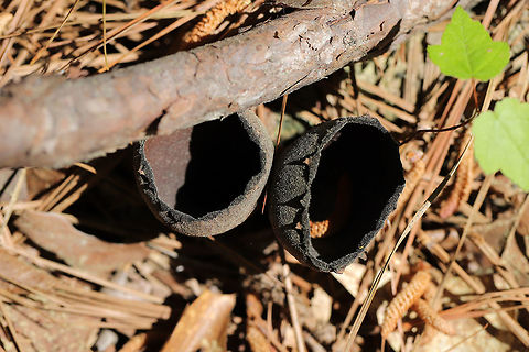 Devil's Urns (Urnula craterium) Growing on a buried hardwood branch in a pine-dominant area of the forest. 
https://www.jungledragon.com/image/77881/devils_urns_urnula_craterium.html Devil's urn,Geotagged,Spring,United States,Urnula craterium