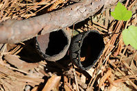 Devil's Urns (Urnula craterium) Growing on a buried hardwood branch in a pine-dominant area of the forest. <br />
https://www.jungledragon.com/image/77881/devils_urns_urnula_craterium.html Devil's urn,Geotagged,Spring,United States,Urnula craterium