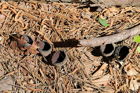 Devil's Urns (Urnula craterium) Growing on a buried hardwood branch in a pine-dominant area of the forest. 
https://www.jungledragon.com/image/77880/devils_urns_urnula_craterium.html Devil's urn,Geotagged,Spring,United States,Urnula craterium