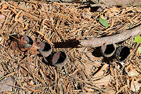 Devil's Urns (Urnula craterium) Growing on a buried hardwood branch in a pine-dominant area of the forest. <br />
https://www.jungledragon.com/image/77880/devils_urns_urnula_craterium.html Devil's urn,Geotagged,Spring,United States,Urnula craterium