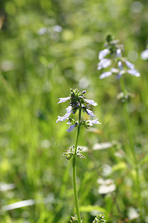 Lyreleaf Sage (Salvia lyrata) Growing at a wetland edge. Geotagged,Lyreleaf sage,Salvia lyrata,Spring,United States