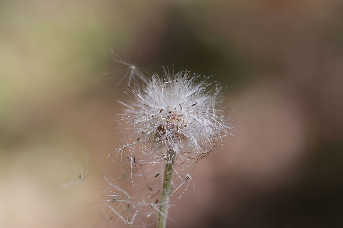 Singlehead Pussytoes (Antennaria solitaria) Growing on the side of a slope ate the edge of a dense mixed forest.<br />
<figure class="photo"><a href="https://www.jungledragon.com/image/77884/singlehead_pussytoes_antennaria_solitaria.html" title="Singlehead Pussytoes (Antennaria solitaria)"><img src="https://s3.amazonaws.com/media.jungledragon.com/images/3231/77884_thumb.jpg?AWSAccessKeyId=05GMT0V3GWVNE7GGM1R2&Expires=1769040010&Signature=4H%2BPGOBEVmWHCTFMlrIN4hcVp7Y%3D" width="200" height="134" alt="Singlehead Pussytoes (Antennaria solitaria) Growing on the side of a slope ate the edge of a dense mixed forest. <br />
https://www.jungledragon.com/image/77883/singlehead_pussytoes_antennaria_solitaria.html Antennaria solitaria,Geotagged,Spring,United States" /></a></figure> Antennaria solitaria,Geotagged,Spring,United States