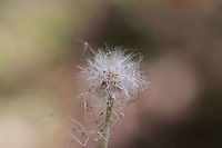 Singlehead Pussytoes (Antennaria solitaria) Growing on the side of a slope ate the edge of a dense mixed forest.<br />
https://www.jungledragon.com/image/77884/singlehead_pussytoes_antennaria_solitaria.html Antennaria solitaria,Geotagged,Spring,United States