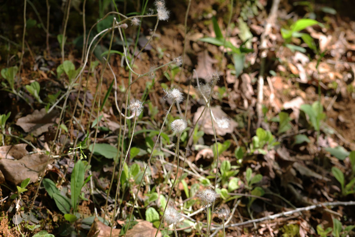 Singlehead Pussytoes (Antennaria solitaria) Growing on the side of a slope ate the edge of a dense mixed forest. <br />
<figure class="photo"><a href="https://www.jungledragon.com/image/77883/singlehead_pussytoes_antennaria_solitaria.html" title="Singlehead Pussytoes (Antennaria solitaria)"><img src="https://s3.amazonaws.com/media.jungledragon.com/images/3231/77883_thumb.jpg?AWSAccessKeyId=05GMT0V3GWVNE7GGM1R2&Expires=1769040010&Signature=MsEZ5ALYo%2BG55aSWQNSn0ZSc3PU%3D" width="200" height="134" alt="Singlehead Pussytoes (Antennaria solitaria) Growing on the side of a slope ate the edge of a dense mixed forest.<br />
https://www.jungledragon.com/image/77884/singlehead_pussytoes_antennaria_solitaria.html Antennaria solitaria,Geotagged,Spring,United States" /></a></figure> Antennaria solitaria,Geotagged,Spring,United States