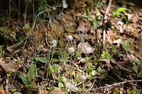 Singlehead Pussytoes (Antennaria solitaria) Growing on the side of a slope ate the edge of a dense mixed forest. <br />
https://www.jungledragon.com/image/77883/singlehead_pussytoes_antennaria_solitaria.html Antennaria solitaria,Geotagged,Spring,United States