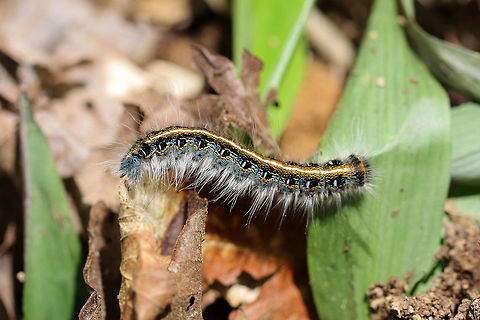 Eastern Tent Caterpillar Moth (Malacosoma americana) Crawling on leaf litter at the edge of a dense mixed forest.  Eastern tent caterpillar,Geotagged,Malacosoma americanum,Spring,United States