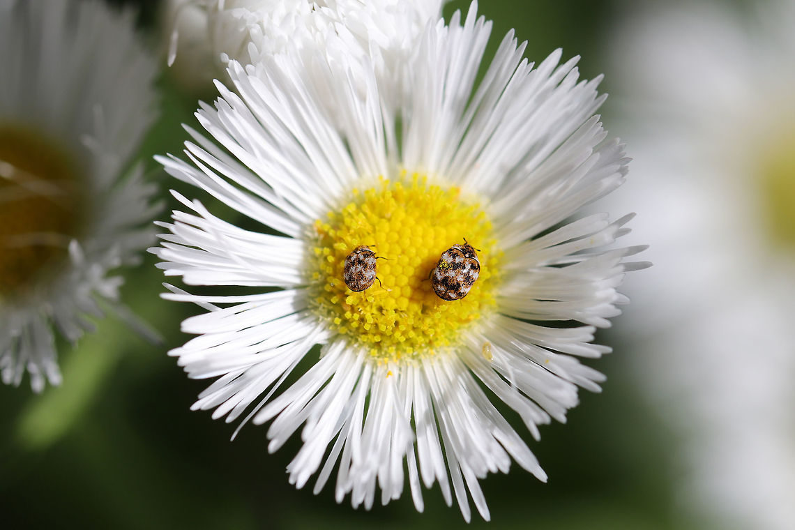 Varied Carpet Beetle (Anthrenus verbasci) INTRODUCED/NONNATIVE. On Philadelphia Fleabane in a backyard habitat. Anthrenus verbasci,Geotagged,Spring,United States,Varied carpet beetle