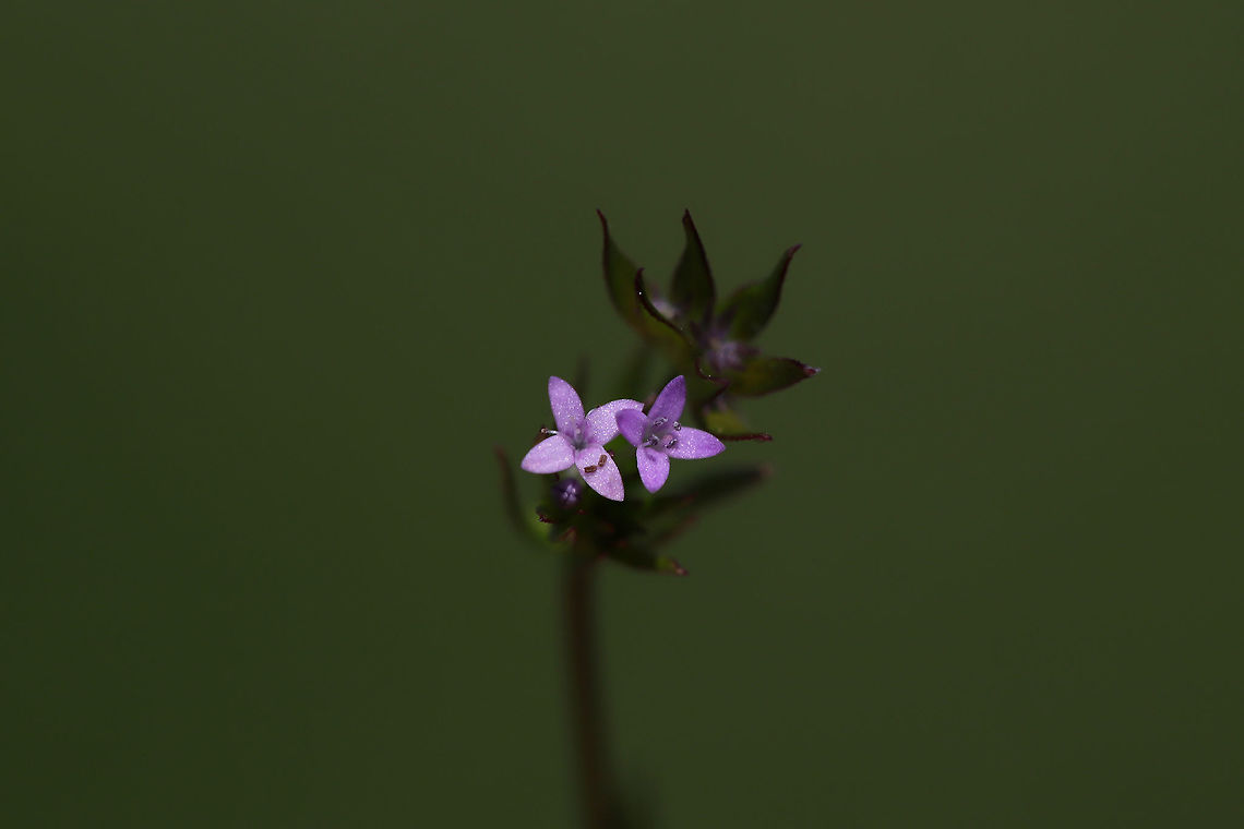 Field Madder (Sherardia arvensis) Growing in a backyard habitat/field. Blue field-madder,Geotagged,Sherardia arvensis,Spring,United States