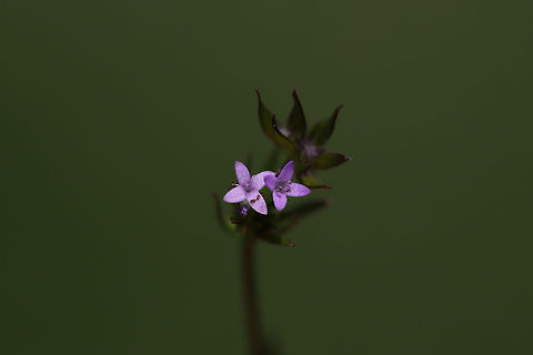 Field Madder (Sherardia arvensis) Growing in a backyard habitat/field. Blue field-madder,Geotagged,Sherardia arvensis,Spring,United States