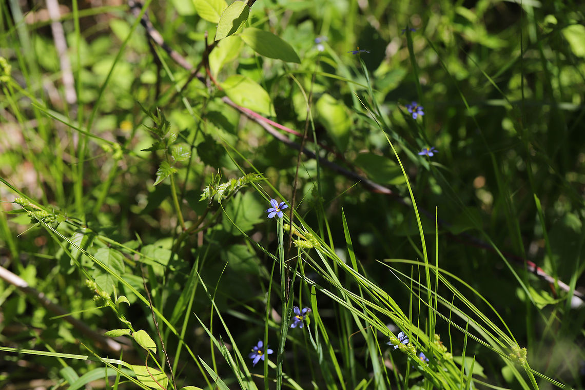 Narrow-leaved Blue-eyed Grass (Sisyrinchium angustifolium) In an overgrown backyard habitat. <br />
<figure class="photo"><a href="https://www.jungledragon.com/image/77896/narrow-leaved_blue-eyed_grass_sisyrinchium_angustifolium.html" title="Narrow-leaved Blue-eyed Grass (Sisyrinchium angustifolium)"><img src="https://s3.amazonaws.com/media.jungledragon.com/images/3231/77896_thumb.jpg?AWSAccessKeyId=05GMT0V3GWVNE7GGM1R2&Expires=1759968010&Signature=pWdLoYw9vmVFdjVSUTdiqAOsLZg%3D" width="200" height="134" alt="Narrow-leaved Blue-eyed Grass (Sisyrinchium angustifolium) In an overgrown backyard habitat. <br />
https://www.jungledragon.com/image/77895/narrow-leaved_blue-eyed_grass_sisyrinchium_angustifolium.html Geotagged,Narrow-leaf blue-eyed-grass,Sisyrinchium angustifolium,Spring,United States" /></a></figure> Geotagged,Narrow-leaf blue-eyed-grass,Sisyrinchium angustifolium,Spring,United States