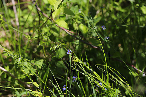 Narrow-leaved Blue-eyed Grass (Sisyrinchium angustifolium) In an overgrown backyard habitat. 
https://www.jungledragon.com/image/77896/narrow-leaved_blue-eyed_grass_sisyrinchium_angustifolium.html Geotagged,Narrow-leaf blue-eyed-grass,Sisyrinchium angustifolium,Spring,United States