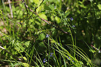 Narrow-leaved Blue-eyed Grass (Sisyrinchium angustifolium) In an overgrown backyard habitat. <br />
https://www.jungledragon.com/image/77896/narrow-leaved_blue-eyed_grass_sisyrinchium_angustifolium.html Geotagged,Narrow-leaf blue-eyed-grass,Sisyrinchium angustifolium,Spring,United States