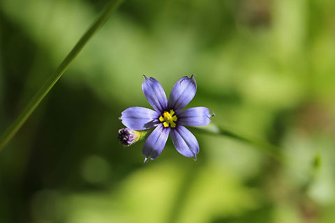 Narrow-leaf blue-eyed-grass