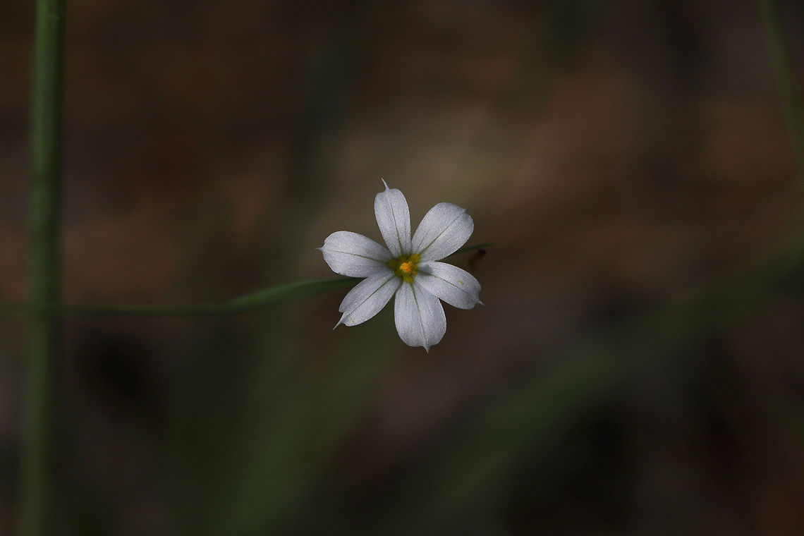 White Blue-eyed Grass (Sisyrinchium albidum) Not the best shots, I know. I didn&#039;t have my external light source on hand (was just casually taking a stroll), and I came across this beauty! I figured I would get a shot, even if I didn&#039;t have my ideal lighting! I am going to try to go back for better shots this afternoon if possible!<br />
<br />
Growing at the base of a ridge at the edge of a dense mixed forest. <br />
<figure class="photo"><a href="https://www.jungledragon.com/image/77936/white_blue-eyed_grass_sisyrinchium_albidum.html" title="White Blue-eyed Grass (Sisyrinchium albidum)"><img src="https://s3.amazonaws.com/media.jungledragon.com/images/3231/77936_thumb.jpg?AWSAccessKeyId=05GMT0V3GWVNE7GGM1R2&Expires=1759968010&Signature=3zFA5n9YQYfmYVwtzb5THpnSMLE%3D" width="200" height="134" alt="White Blue-eyed Grass (Sisyrinchium albidum) Not the best shots, I know. I didn&#039;t have my external light source on hand (was just casually taking a stroll), and I came across this beauty! I figured I would get a shot, even if I didn&#039;t have my ideal lighting! I am going to try to go back for better shots this afternoon if possible! The sun actually shone for a moment for this one!<br />
<br />
Growing at the base of a ridge at the edge of a dense mixed forest. <br />
https://www.jungledragon.com/image/77935/white_blue-eyed_grass_sisyrinchium_albidum.html Geotagged,Sisyrinchium albidum,Spring,United States" /></a></figure> Geotagged,Sisyrinchium albidum,Spring,United States