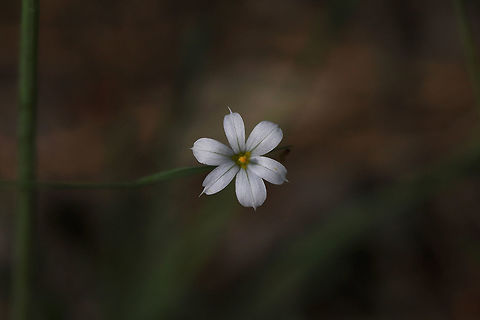 White Blue-eyed Grass (Sisyrinchium albidum) Not the best shots, I know. I didn't have my external light source on hand (was just casually taking a stroll), and I came across this beauty! I figured I would get a shot, even if I didn't have my ideal lighting! I am going to try to go back for better shots this afternoon if possible!

Growing at the base of a ridge at the edge of a dense mixed forest. 
https://www.jungledragon.com/image/77936/white_blue-eyed_grass_sisyrinchium_albidum.html Geotagged,Sisyrinchium albidum,Spring,United States