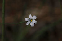 White Blue-eyed Grass (Sisyrinchium albidum) Not the best shots, I know. I didn't have my external light source on hand (was just casually taking a stroll), and I came across this beauty! I figured I would get a shot, even if I didn't have my ideal lighting! I am going to try to go back for better shots this afternoon if possible!<br />
<br />
Growing at the base of a ridge at the edge of a dense mixed forest. <br />
https://www.jungledragon.com/image/77936/white_blue-eyed_grass_sisyrinchium_albidum.html Geotagged,Sisyrinchium albidum,Spring,United States