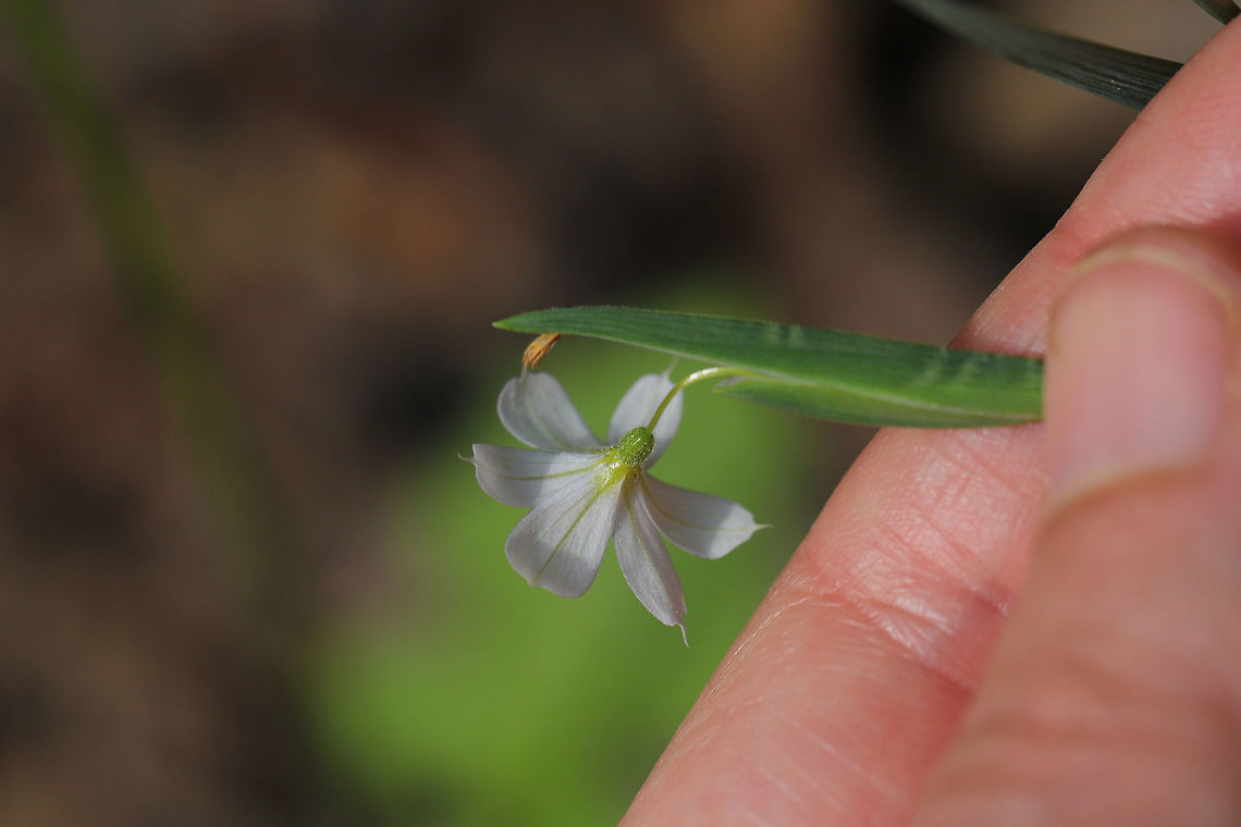 White Blue-eyed Grass (Sisyrinchium albidum) Not the best shots, I know. I didn't have my external light source on hand (was just casually taking a stroll), and I came across this beauty! I figured I would get a shot, even if I didn't have my ideal lighting! I am going to try to go back for better shots this afternoon if possible! The sun actually shone for a moment for this one!<br />
<br />
Growing at the base of a ridge at the edge of a dense mixed forest. <br />
<figure class="photo"><a href="https://www.jungledragon.com/image/77935/white_blue-eyed_grass_sisyrinchium_albidum.html" title="White Blue-eyed Grass (Sisyrinchium albidum)"><img src="https://s3.amazonaws.com/media.jungledragon.com/images/3231/77935_thumb.jpg?AWSAccessKeyId=05GMT0V3GWVNE7GGM1R2&Expires=1769040010&Signature=b1bGymwvE0OmAZaaXQBir%2FGxflk%3D" width="200" height="134" alt="White Blue-eyed Grass (Sisyrinchium albidum) Not the best shots, I know. I didn't have my external light source on hand (was just casually taking a stroll), and I came across this beauty! I figured I would get a shot, even if I didn't have my ideal lighting! I am going to try to go back for better shots this afternoon if possible!<br />
<br />
Growing at the base of a ridge at the edge of a dense mixed forest. <br />
https://www.jungledragon.com/image/77936/white_blue-eyed_grass_sisyrinchium_albidum.html Geotagged,Sisyrinchium albidum,Spring,United States" /></a></figure> Geotagged,Sisyrinchium albidum,Spring,United States