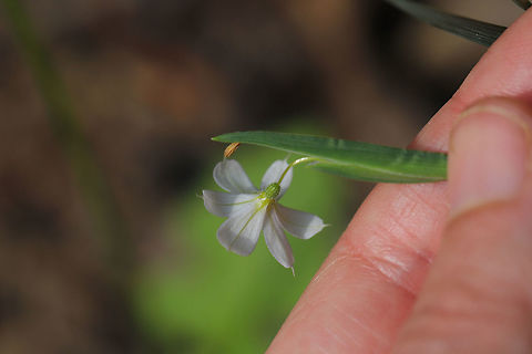 White Blue-eyed Grass (Sisyrinchium albidum) Not the best shots, I know. I didn't have my external light source on hand (was just casually taking a stroll), and I came across this beauty! I figured I would get a shot, even if I didn't have my ideal lighting! I am going to try to go back for better shots this afternoon if possible! The sun actually shone for a moment for this one!

Growing at the base of a ridge at the edge of a dense mixed forest. 
https://www.jungledragon.com/image/77935/white_blue-eyed_grass_sisyrinchium_albidum.html Geotagged,Sisyrinchium albidum,Spring,United States