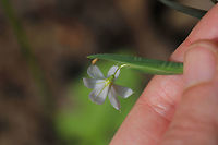 White Blue-eyed Grass (Sisyrinchium albidum) Not the best shots, I know. I didn't have my external light source on hand (was just casually taking a stroll), and I came across this beauty! I figured I would get a shot, even if I didn't have my ideal lighting! I am going to try to go back for better shots this afternoon if possible! The sun actually shone for a moment for this one!<br />
<br />
Growing at the base of a ridge at the edge of a dense mixed forest. <br />
https://www.jungledragon.com/image/77935/white_blue-eyed_grass_sisyrinchium_albidum.html Geotagged,Sisyrinchium albidum,Spring,United States