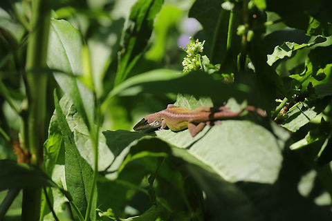 Carolina Anole (Anolis carolinensis) A Carolina anole basking on Curly Dock (Rumex crispus) beside my back porch. Anolis carolinensis,Carolina anole,Geotagged,Spring,United States