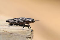 Sculptured Pine Borer (Chalcophora virginiensis) Resting on a picnic table at the edge of a dense mixed forest (near downed Red Pine). <br />
https://www.jungledragon.com/image/78165/sculptured_pine_borer_chalcophora_virginiensis.html<br />
https://www.jungledragon.com/image/78163/sculptured_pine_borer_chalcophora_virginiensis.html<br />
https://www.jungledragon.com/image/78164/sculptured_pine_borer_chalcophora_virginiensis.html Chalcophora virginiensis,Geotagged,Spring,United States