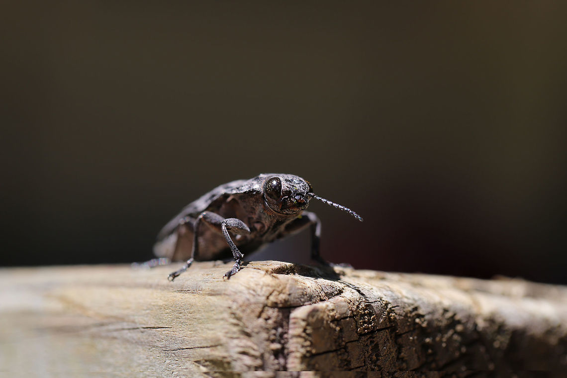 Sculptured Pine Borer (Chalcophora virginiensis) Resting on a picnic table at the edge of a dense mixed forest (near downed Red Pine). <br />
<figure class="photo"><a href="https://www.jungledragon.com/image/78165/sculptured_pine_borer_chalcophora_virginiensis.html" title="Sculptured Pine Borer (Chalcophora virginiensis)"><img src="https://s3.amazonaws.com/media.jungledragon.com/images/3231/78165_thumb.jpg?AWSAccessKeyId=05GMT0V3GWVNE7GGM1R2&Expires=1759968010&Signature=Xi5FUlZDCmat8OdAgHS9eslKiSM%3D" width="102" height="152" alt="Sculptured Pine Borer (Chalcophora virginiensis) Resting on a picnic table at the edge of a dense mixed forest (near downed Red Pine). <br />
https://www.jungledragon.com/image/78162/sculptured_pine_borer_chalcophora_virginiensis.html<br />
https://www.jungledragon.com/image/78163/sculptured_pine_borer_chalcophora_virginiensis.html<br />
https://www.jungledragon.com/image/78164/sculptured_pine_borer_chalcophora_virginiensis.html Chalcophora virginiensis,Geotagged,Spring,United States" /></a></figure><br />
<figure class="photo"><a href="https://www.jungledragon.com/image/78162/sculptured_pine_borer_chalcophora_virginiensis.html" title="Sculptured Pine Borer (Chalcophora virginiensis)"><img src="https://s3.amazonaws.com/media.jungledragon.com/images/3231/78162_thumb.jpg?AWSAccessKeyId=05GMT0V3GWVNE7GGM1R2&Expires=1759968010&Signature=QX%2FhbwOuCx4T9E%2FYKPVsfILpXhM%3D" width="200" height="134" alt="Sculptured Pine Borer (Chalcophora virginiensis) Resting on a picnic table at the edge of a dense mixed forest (near downed Red Pine). <br />
https://www.jungledragon.com/image/78165/sculptured_pine_borer_chalcophora_virginiensis.html<br />
https://www.jungledragon.com/image/78163/sculptured_pine_borer_chalcophora_virginiensis.html<br />
https://www.jungledragon.com/image/78164/sculptured_pine_borer_chalcophora_virginiensis.html Chalcophora virginiensis,Geotagged,Spring,United States" /></a></figure><br />
<figure class="photo"><a href="https://www.jungledragon.com/image/78164/sculptured_pine_borer_chalcophora_virginiensis.html" title="Sculptured Pine Borer (Chalcophora virginiensis)"><img src="https://s3.amazonaws.com/media.jungledragon.com/images/3231/78164_thumb.jpg?AWSAccessKeyId=05GMT0V3GWVNE7GGM1R2&Expires=1759968010&Signature=GhvOI7z3pep39WGokKqpBZJq1WU%3D" width="200" height="134" alt="Sculptured Pine Borer (Chalcophora virginiensis) Resting on a picnic table at the edge of a dense mixed forest (near downed Red Pine). <br />
https://www.jungledragon.com/image/78165/sculptured_pine_borer_chalcophora_virginiensis.html<br />
https://www.jungledragon.com/image/78163/sculptured_pine_borer_chalcophora_virginiensis.html<br />
https://www.jungledragon.com/image/78162/sculptured_pine_borer_chalcophora_virginiensis.html Chalcophora virginiensis,Geotagged,Spring,United States" /></a></figure> Chalcophora virginiensis,Geotagged,Spring,United States