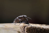 Sculptured Pine Borer (Chalcophora virginiensis) Resting on a picnic table at the edge of a dense mixed forest (near downed Red Pine). <br />
https://www.jungledragon.com/image/78165/sculptured_pine_borer_chalcophora_virginiensis.html<br />
https://www.jungledragon.com/image/78162/sculptured_pine_borer_chalcophora_virginiensis.html<br />
https://www.jungledragon.com/image/78164/sculptured_pine_borer_chalcophora_virginiensis.html Chalcophora virginiensis,Geotagged,Spring,United States
