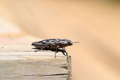 Sculptured Pine Borer (Chalcophora virginiensis) Resting on a picnic table at the edge of a dense mixed forest (near downed Red Pine). 
https://www.jungledragon.com/image/78165/sculptured_pine_borer_chalcophora_virginiensis.html
https://www.jungledragon.com/image/78163/sculptured_pine_borer_chalcophora_virginiensis.html
https://www.jungledragon.com/image/78162/sculptured_pine_borer_chalcophora_virginiensis.html Chalcophora virginiensis,Geotagged,Spring,United States