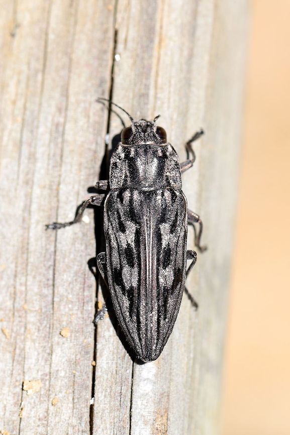 Sculptured Pine Borer (Chalcophora virginiensis) Resting on a picnic table at the edge of a dense mixed forest (near downed Red Pine). <br />
<figure class="photo"><a href="https://www.jungledragon.com/image/78162/sculptured_pine_borer_chalcophora_virginiensis.html" title="Sculptured Pine Borer (Chalcophora virginiensis)"><img src="https://s3.amazonaws.com/media.jungledragon.com/images/3231/78162_thumb.jpg?AWSAccessKeyId=05GMT0V3GWVNE7GGM1R2&Expires=1759968010&Signature=QX%2FhbwOuCx4T9E%2FYKPVsfILpXhM%3D" width="200" height="134" alt="Sculptured Pine Borer (Chalcophora virginiensis) Resting on a picnic table at the edge of a dense mixed forest (near downed Red Pine). <br />
https://www.jungledragon.com/image/78165/sculptured_pine_borer_chalcophora_virginiensis.html<br />
https://www.jungledragon.com/image/78163/sculptured_pine_borer_chalcophora_virginiensis.html<br />
https://www.jungledragon.com/image/78164/sculptured_pine_borer_chalcophora_virginiensis.html Chalcophora virginiensis,Geotagged,Spring,United States" /></a></figure><br />
<figure class="photo"><a href="https://www.jungledragon.com/image/78163/sculptured_pine_borer_chalcophora_virginiensis.html" title="Sculptured Pine Borer (Chalcophora virginiensis)"><img src="https://s3.amazonaws.com/media.jungledragon.com/images/3231/78163_thumb.jpg?AWSAccessKeyId=05GMT0V3GWVNE7GGM1R2&Expires=1759968010&Signature=qBqTDZENyYe45M5jIcvTxniOHYw%3D" width="200" height="134" alt="Sculptured Pine Borer (Chalcophora virginiensis) Resting on a picnic table at the edge of a dense mixed forest (near downed Red Pine). <br />
https://www.jungledragon.com/image/78165/sculptured_pine_borer_chalcophora_virginiensis.html<br />
https://www.jungledragon.com/image/78162/sculptured_pine_borer_chalcophora_virginiensis.html<br />
https://www.jungledragon.com/image/78164/sculptured_pine_borer_chalcophora_virginiensis.html Chalcophora virginiensis,Geotagged,Spring,United States" /></a></figure><br />
<figure class="photo"><a href="https://www.jungledragon.com/image/78164/sculptured_pine_borer_chalcophora_virginiensis.html" title="Sculptured Pine Borer (Chalcophora virginiensis)"><img src="https://s3.amazonaws.com/media.jungledragon.com/images/3231/78164_thumb.jpg?AWSAccessKeyId=05GMT0V3GWVNE7GGM1R2&Expires=1759968010&Signature=GhvOI7z3pep39WGokKqpBZJq1WU%3D" width="200" height="134" alt="Sculptured Pine Borer (Chalcophora virginiensis) Resting on a picnic table at the edge of a dense mixed forest (near downed Red Pine). <br />
https://www.jungledragon.com/image/78165/sculptured_pine_borer_chalcophora_virginiensis.html<br />
https://www.jungledragon.com/image/78163/sculptured_pine_borer_chalcophora_virginiensis.html<br />
https://www.jungledragon.com/image/78162/sculptured_pine_borer_chalcophora_virginiensis.html Chalcophora virginiensis,Geotagged,Spring,United States" /></a></figure> Chalcophora virginiensis,Geotagged,Spring,United States