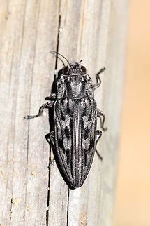 Sculptured Pine Borer (Chalcophora virginiensis) Resting on a picnic table at the edge of a dense mixed forest (near downed Red Pine). 
https://www.jungledragon.com/image/78162/sculptured_pine_borer_chalcophora_virginiensis.html
https://www.jungledragon.com/image/78163/sculptured_pine_borer_chalcophora_virginiensis.html
https://www.jungledragon.com/image/78164/sculptured_pine_borer_chalcophora_virginiensis.html Chalcophora virginiensis,Geotagged,Spring,United States
