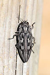 Sculptured Pine Borer (Chalcophora virginiensis) Resting on a picnic table at the edge of a dense mixed forest (near downed Red Pine). <br />
https://www.jungledragon.com/image/78162/sculptured_pine_borer_chalcophora_virginiensis.html<br />
https://www.jungledragon.com/image/78163/sculptured_pine_borer_chalcophora_virginiensis.html<br />
https://www.jungledragon.com/image/78164/sculptured_pine_borer_chalcophora_virginiensis.html Chalcophora virginiensis,Geotagged,Spring,United States