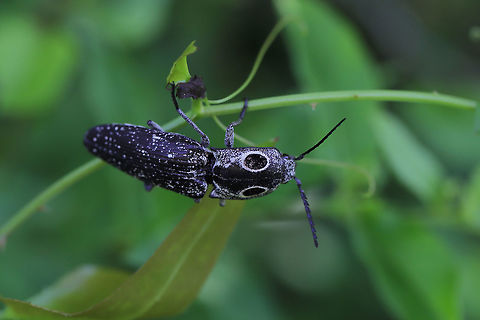 Eastern Eyed Click Beetle (Alaus oculatus) On Smilax sp. in a backyard habitat. Alaus oculatus,Eastern Eyed Click Beetle,Geotagged,Spring,United States