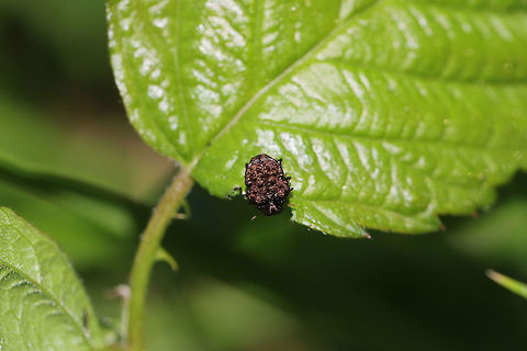 Warty Leaf Beetle  (Neochlamisus gibbosus)? Tiny beetle (~5mm) on American Blackberry leaf. 

I'm thinking Neochlamisus gibbosus due to the host plant. Adults of this genus resemble caterpillar droppings! Geotagged,Neochlamisus gibbosus,Spring,United States
