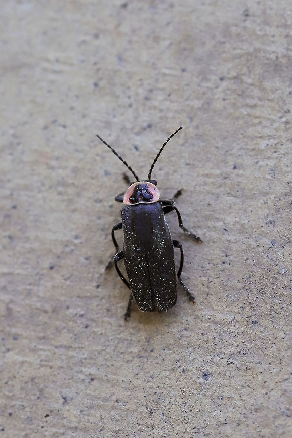 Soldier Beetle (Atalantycha neglecta) I&#039;m not 100 percent on this ID, but I know I&#039;m pretty close. Definitely a soldier beetle (I actually mistook it for a firefly at first DOH)!<br />
<br />
And, yep, I know I could have used more lighting here. I grabbed a hasty shot when I got home yesterday, and I&#039;m glad I at least got this one (it flew off soon after). On my front porch. Atalantycha neglecta,Geotagged,Spring,United States