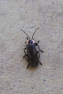 Soldier Beetle (Atalantycha neglecta) I'm not 100 percent on this ID, but I know I'm pretty close. Definitely a soldier beetle (I actually mistook it for a firefly at first DOH)!

And, yep, I know I could have used more lighting here. I grabbed a hasty shot when I got home yesterday, and I'm glad I at least got this one (it flew off soon after). On my front porch. Atalantycha neglecta,Geotagged,Spring,United States