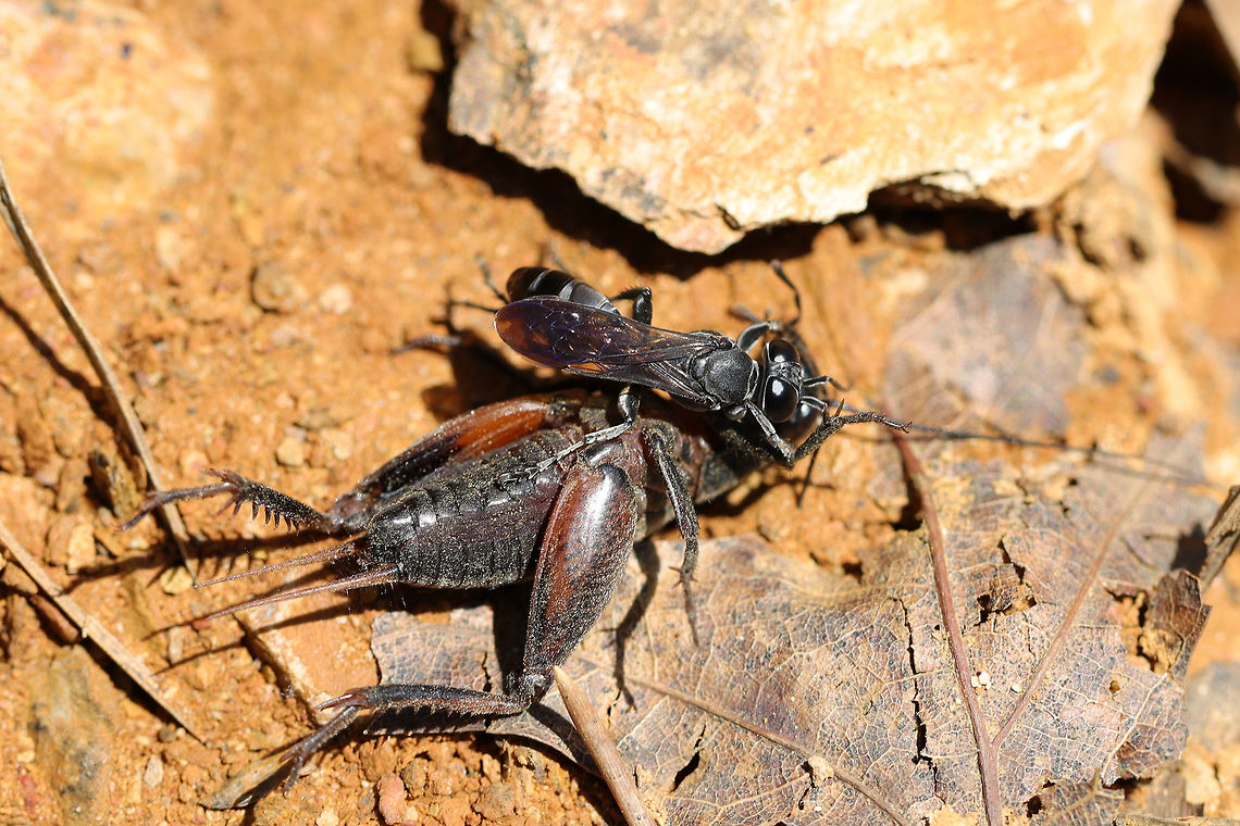 Cricket Killer Wasp (Liris argentatus) ♀ This small wasp was dragging a rather large cricket through rocks, dirt, and leaf litter (at a dense mixed forest edge) for several hours. I&#039;m not sure where it was headed, but it was determined to take its prey with it.<br />
<br />
Cricket killers spend the majority of their time hunting crickets. Hunting involves stinging, capturing, and transporting their prey to an underground nest (usually an abandoned rodent burrow). After being transported, the paralyzed cricket is injected with a single egg. When the larva hatches, it consumes the paralyzed cricket in order to further its development.<br />
<figure class="photo"><a href="https://www.jungledragon.com/image/78226/cricket_killer_wasp_liris_argentatus_.html" title="Cricket Killer Wasp (Liris argentatus) ♀"><img src="https://s3.amazonaws.com/media.jungledragon.com/images/3231/78226_thumb.jpg?AWSAccessKeyId=05GMT0V3GWVNE7GGM1R2&Expires=1761782410&Signature=jb%2BRAyn%2BfrpoKjHdAqBPi6W%2BBiI%3D" width="200" height="170" alt="Cricket Killer Wasp (Liris argentatus) ♀ This small wasp was dragging a rather large cricket through rocks, dirt, and leaf litter (at a dense mixed forest edge) for several hours. I&#039;m not sure where it was headed, but it was determined to take its prey with it.<br />
<br />
Cricket killers spend the majority of their time hunting crickets. Hunting involves stinging, capturing, and transporting their prey to an underground nest (usually an abandoned rodent burrow). After being transported, the paralyzed cricket is injected with a single egg. When the larva hatches, it consumes the paralyzed cricket in order to further its development.<br />
https://www.jungledragon.com/image/78226/cricket_killer_wasp_liris_argentatus.html<br />
<br />
Not the same species (same genus), but these videos give you an idea of how the hunting works!<br />
https://youtu.be/580NFebyRo0<br />
https://youtu.be/ZciTmsklSWo Geotagged,Liris argentatus,Spring,United States" /></a></figure><br />
<br />
Not the same species (same genus), but these videos give you an idea of how the hunting works!<br />
<section class="video"><iframe width="448" height="282" src="https://www.youtube-nocookie.com/embed/580NFebyRo0?hd=1&autoplay=0&rel=0" frameborder="0" allowfullscreen></iframe></section><br />
<section class="video"><iframe width="448" height="282" src="https://www.youtube-nocookie.com/embed/ZciTmsklSWo?hd=1&autoplay=0&rel=0" frameborder="0" allowfullscreen></iframe></section> Geotagged,Liris argentatus,Spring,United States