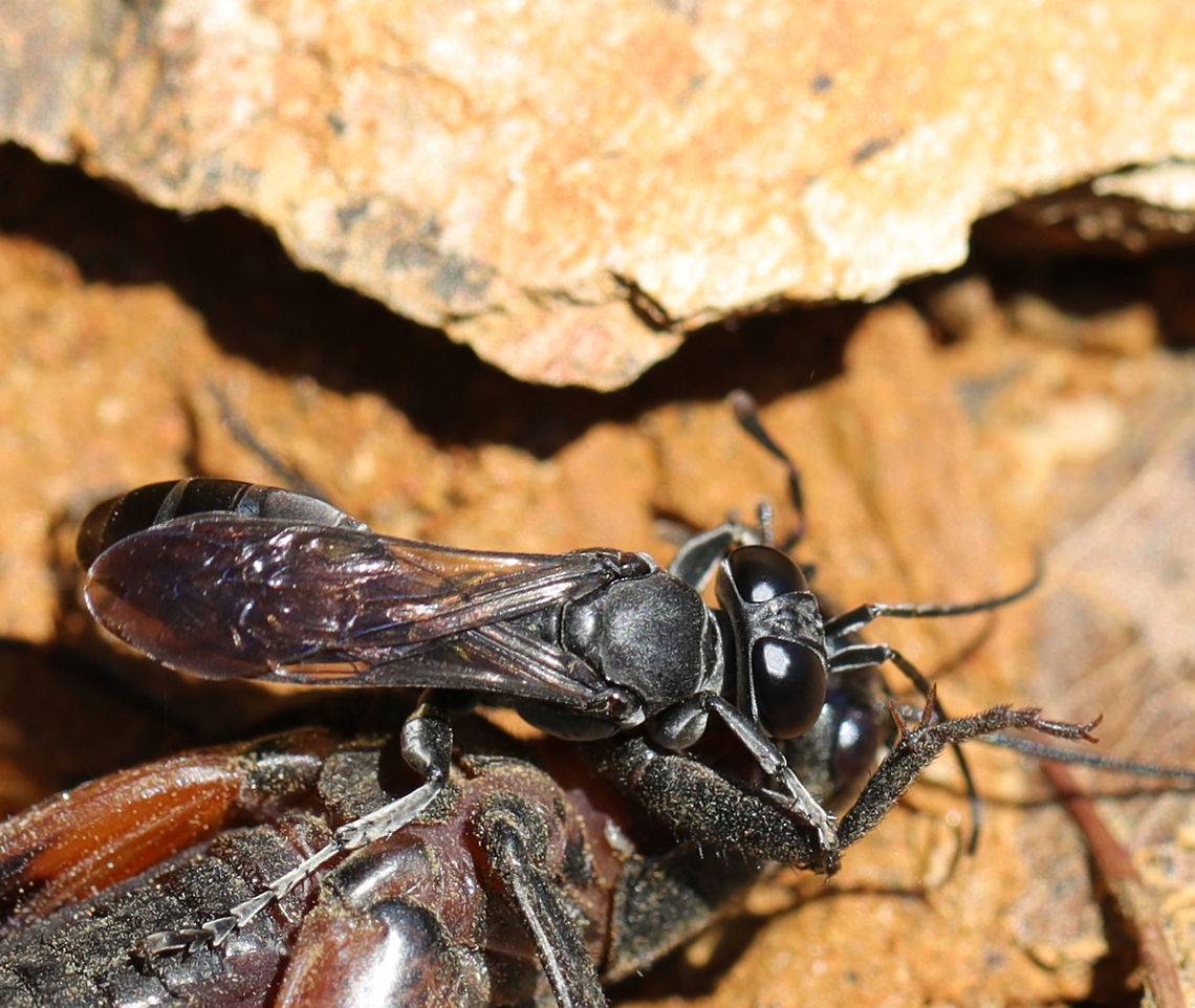 Cricket Killer Wasp (Liris argentatus) ♀ This small wasp was dragging a rather large cricket through rocks, dirt, and leaf litter (at a dense mixed forest edge) for several hours. I'm not sure where it was headed, but it was determined to take its prey with it.<br />
<br />
Cricket killers spend the majority of their time hunting crickets. Hunting involves stinging, capturing, and transporting their prey to an underground nest (usually an abandoned rodent burrow). After being transported, the paralyzed cricket is injected with a single egg. When the larva hatches, it consumes the paralyzed cricket in order to further its development.<br />
<figure class="photo"><a href="https://www.jungledragon.com/image/78226/cricket_killer_wasp_liris_argentatus_.html" title="Cricket Killer Wasp (Liris argentatus) ♀"><img src="https://s3.amazonaws.com/media.jungledragon.com/images/3231/78226_thumb.jpg?AWSAccessKeyId=05GMT0V3GWVNE7GGM1R2&Expires=1769040010&Signature=%2FVP9n%2FifzODi2VV%2B61XPcXXhwIg%3D" width="200" height="170" alt="Cricket Killer Wasp (Liris argentatus) ♀ This small wasp was dragging a rather large cricket through rocks, dirt, and leaf litter (at a dense mixed forest edge) for several hours. I'm not sure where it was headed, but it was determined to take its prey with it.<br />
<br />
Cricket killers spend the majority of their time hunting crickets. Hunting involves stinging, capturing, and transporting their prey to an underground nest (usually an abandoned rodent burrow). After being transported, the paralyzed cricket is injected with a single egg. When the larva hatches, it consumes the paralyzed cricket in order to further its development.<br />
https://www.jungledragon.com/image/78226/cricket_killer_wasp_liris_argentatus.html<br />
<br />
Not the same species (same genus), but these videos give you an idea of how the hunting works!<br />
https://youtu.be/580NFebyRo0<br />
https://youtu.be/ZciTmsklSWo Geotagged,Liris argentatus,Spring,United States" /></a></figure><br />
<br />
Not the same species (same genus), but these videos give you an idea of how the hunting works!<br />
<section class="video"><iframe width="448" height="282" src="https://www.youtube-nocookie.com/embed/580NFebyRo0?hd=1&autoplay=0&rel=0" frameborder="0" allowfullscreen></iframe></section><br />
<section class="video"><iframe width="448" height="282" src="https://www.youtube-nocookie.com/embed/ZciTmsklSWo?hd=1&autoplay=0&rel=0" frameborder="0" allowfullscreen></iframe></section> Geotagged,Liris argentatus,Spring,United States
