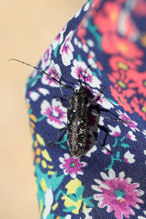 White-spotted Sawyer Beetle (Monochamus scutellatus) Hitched a ride on my clothing at the edge of a dense mixed forest (near downed red pines).  Geotagged,Monochamus scutellatus,Spring,United States,White-spotted sawyer