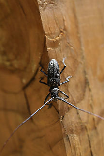 White-spotted Sawyer Beetle (Monochamus scutellatus) Another M. scutellatus? At the edge of a dense mixed forest (near downed red pines). 
https://www.jungledragon.com/image/78251/sawyer_beetle_monochamus_sp.html
https://www.jungledragon.com/image/78253/sawyer_beetle_monochamus_sp.html Geotagged,Monochamus scutellatus,Spring,United States,White-spotted sawyer