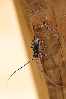 White-spotted Sawyer Beetle (Monochamus scutellatus) Another M. scutellatus? At the edge of a dense mixed forest (near downed red pines). 
https://www.jungledragon.com/image/78252/sawyer_beetle_monochamus_sp.html
https://www.jungledragon.com/image/78251/sawyer_beetle_monochamus_sp.html Geotagged,Monochamus scutellatus,Spring,United States,White-spotted sawyer