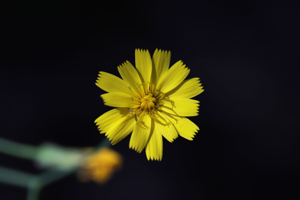 Rattlesnakeweed (Hieracium venosum) At a hickory-oak forest edge. <br />
<figure class="photo"><a href="https://www.jungledragon.com/image/78255/rattlesnakeweed_hieracium_venosum.html" title="Rattlesnakeweed (Hieracium venosum)"><img src="https://s3.amazonaws.com/media.jungledragon.com/images/3231/78255_thumb.jpg?AWSAccessKeyId=05GMT0V3GWVNE7GGM1R2&Expires=1769040010&Signature=FUiV4S5i%2B6cgY9OyKdpfe1GvWBw%3D" width="200" height="134" alt="Rattlesnakeweed (Hieracium venosum) At a hickory-oak forest edge. <br />
https://www.jungledragon.com/image/78254/rattlesnakeweed_hieracium_venosum.html Geotagged,Hieracium venosum,Rattlesnakeweed,Spring,United States" /></a></figure> Geotagged,Hieracium venosum,Spring,United States