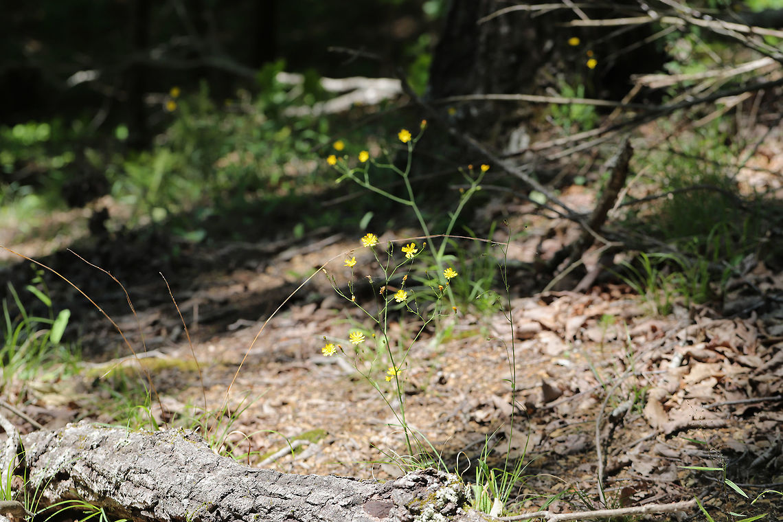 Rattlesnakeweed (Hieracium venosum) At a hickory-oak forest edge. <br />
<figure class="photo"><a href="https://www.jungledragon.com/image/78254/rattlesnakeweed_hieracium_venosum.html" title="Rattlesnakeweed (Hieracium venosum)"><img src="https://s3.amazonaws.com/media.jungledragon.com/images/3231/78254_thumb.jpg?AWSAccessKeyId=05GMT0V3GWVNE7GGM1R2&Expires=1759968010&Signature=wUpmoik7bt4nAFglTuusnUM2cHU%3D" width="200" height="134" alt="Rattlesnakeweed (Hieracium venosum) At a hickory-oak forest edge. <br />
https://www.jungledragon.com/image/78255/rattlesnakeweed_hieracium_venosum.html Geotagged,Hieracium venosum,Spring,United States" /></a></figure> Geotagged,Hieracium venosum,Rattlesnakeweed,Spring,United States