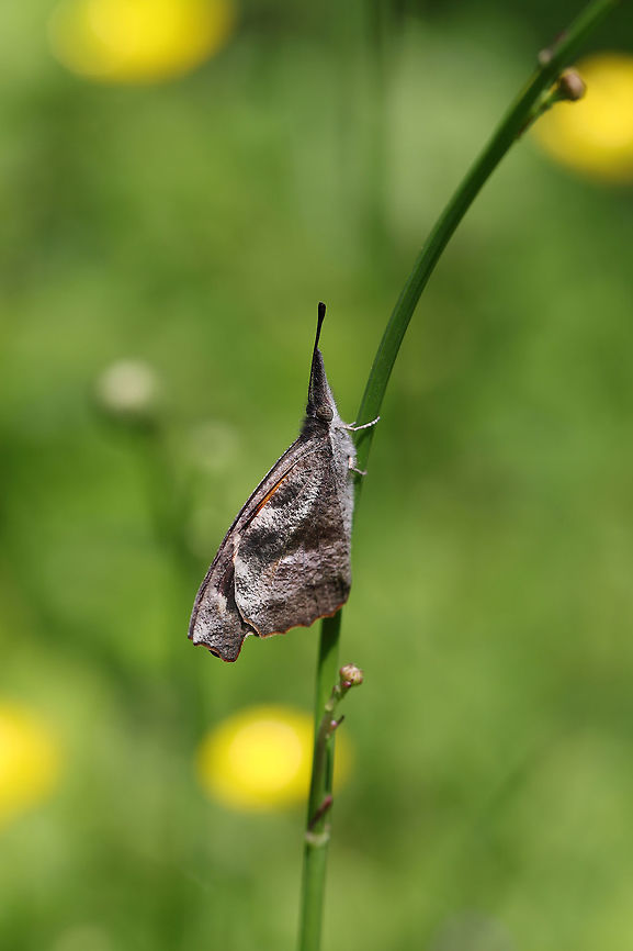 American Snout (Libytheana carinenta) At the edge of an overgrown backyard habitat.  American snout butterfly,Geotagged,Libytheana carinenta,Spring,United States