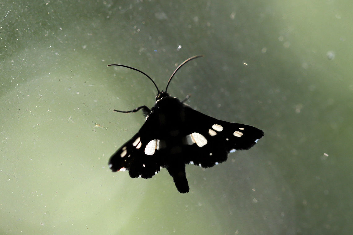 Mournful Thyris Moth (Thyris sepulchralis) At a windowsill inside an abode at a dense mixed forest edge. <br />
<br />
Limited shots as I had to do an emergency catch-and-release! Geotagged,Mournful Thyris Moth,Spring,Thyris sepulchralis,United States