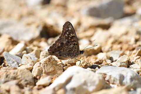 Hackberry Emperor (Asterocampa celtis) Nectaring on moisture between rocks near the edge of a dense mixed forest.  Asterocampa celtis,Geotagged,Hackberry Emperor,Spring,United States