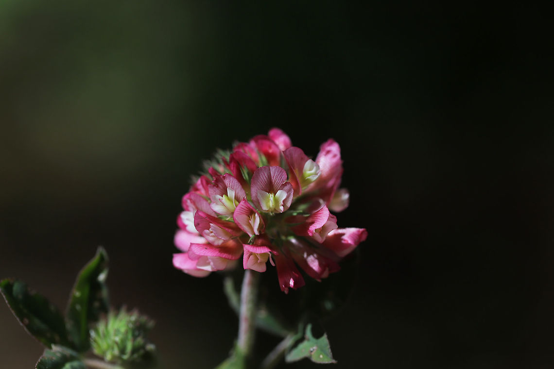 Buffalo Clover (Trifolium reflexum) At the meadowy edge of a dense mixed oak-hickory forest. <br />
<br />
Trifolium reflexum is a rare native clover which is globally (G3G4) and locally (S3) vulnerable. Its numbers have plummeted in the past 200 years, possibly due to fire suppression.<br />
<figure class="photo"><a href="https://www.jungledragon.com/image/78612/buffalo_clover_trifolium_reflexum.html" title="Buffalo Clover (Trifolium reflexum)"><img src="https://s3.amazonaws.com/media.jungledragon.com/images/3231/78612_thumb.jpg?AWSAccessKeyId=05GMT0V3GWVNE7GGM1R2&Expires=1759968010&Signature=B0GSmbs0uR8c%2BstZ0YRIifi2lRw%3D" width="200" height="134" alt="Buffalo Clover (Trifolium reflexum) At the meadowy edge of a dense mixed oak-hickory forest.<br />
<br />
Trifolium reflexum is a rare native clover which is globally (G3G4) and locally (S3) vulnerable. Its numbers have plummeted in the past 200 years, possibly due to fire suppression. <br />
https://www.jungledragon.com/image/78609/buffalo_clover_trifolium_reflexum.html<br />
https://www.jungledragon.com/image/78610/buffalo_clover_trifolium_reflexum.html<br />
https://www.jungledragon.com/image/78611/buffalo_clover_trifolium_reflexum.html Buffalo clover,Geotagged,Spring,Trifolium reflexum,United States" /></a></figure><br />
<figure class="photo"><a href="https://www.jungledragon.com/image/78610/buffalo_clover_trifolium_reflexum.html" title="Buffalo Clover (Trifolium reflexum)"><img src="https://s3.amazonaws.com/media.jungledragon.com/images/3231/78610_thumb.jpg?AWSAccessKeyId=05GMT0V3GWVNE7GGM1R2&Expires=1759968010&Signature=wwxEU7sX4Ozly66xCtwEUpZ%2Fids%3D" width="200" height="134" alt="Buffalo Clover (Trifolium reflexum) At the meadowy edge of a dense mixed oak-hickory forest.<br />
<br />
Trifolium reflexum is a rare native clover which is globally (G3G4) and locally (S3) vulnerable. Its numbers have plummeted in the past 200 years, possibly due to fire suppression. <br />
https://www.jungledragon.com/image/78612/buffalo_clover_trifolium_reflexum.html<br />
https://www.jungledragon.com/image/78609/buffalo_clover_trifolium_reflexum.html<br />
https://www.jungledragon.com/image/78611/buffalo_clover_trifolium_reflexum.html Buffalo clover,Geotagged,Spring,Trifolium reflexum,United States" /></a></figure><br />
<figure class="photo"><a href="https://www.jungledragon.com/image/78611/buffalo_clover_trifolium_reflexum.html" title="Buffalo Clover (Trifolium reflexum)"><img src="https://s3.amazonaws.com/media.jungledragon.com/images/3231/78611_thumb.jpg?AWSAccessKeyId=05GMT0V3GWVNE7GGM1R2&Expires=1759968010&Signature=W5c3keAqtPqs7pQe%2FyacSRZpk6c%3D" width="200" height="134" alt="Buffalo Clover (Trifolium reflexum) At the meadowy edge of a dense mixed oak-hickory forest.<br />
<br />
Trifolium reflexum is a rare native clover which is globally (G3G4) and locally (S3) vulnerable. Its numbers have plummeted in the past 200 years, possibly due to fire suppression. <br />
https://www.jungledragon.com/image/78612/buffalo_clover_trifolium_reflexum.html<br />
https://www.jungledragon.com/image/78610/buffalo_clover_trifolium_reflexum.html<br />
https://www.jungledragon.com/image/78609/buffalo_clover_trifolium_reflexum.html Buffalo clover,Geotagged,Spring,Trifolium reflexum,United States" /></a></figure> Buffalo clover,Geotagged,Spring,Trifolium reflexum,United States