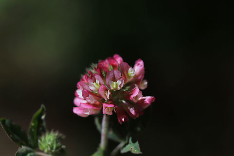 Buffalo Clover (Trifolium reflexum) At the meadowy edge of a dense mixed oak-hickory forest. 

Trifolium reflexum is a rare native clover which is globally (G3G4) and locally (S3) vulnerable. Its numbers have plummeted in the past 200 years, possibly due to fire suppression.
https://www.jungledragon.com/image/78612/buffalo_clover_trifolium_reflexum.html
https://www.jungledragon.com/image/78610/buffalo_clover_trifolium_reflexum.html
https://www.jungledragon.com/image/78611/buffalo_clover_trifolium_reflexum.html Buffalo clover,Geotagged,Spring,Trifolium reflexum,United States